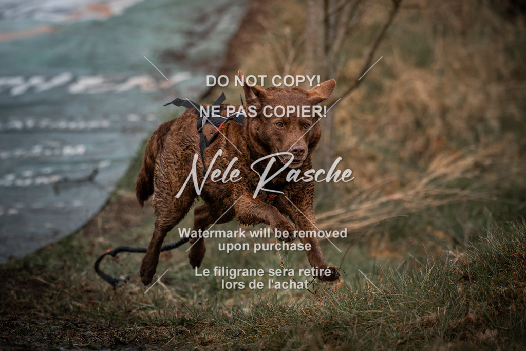 nelerasche_0930-1000_74 | nelerasche