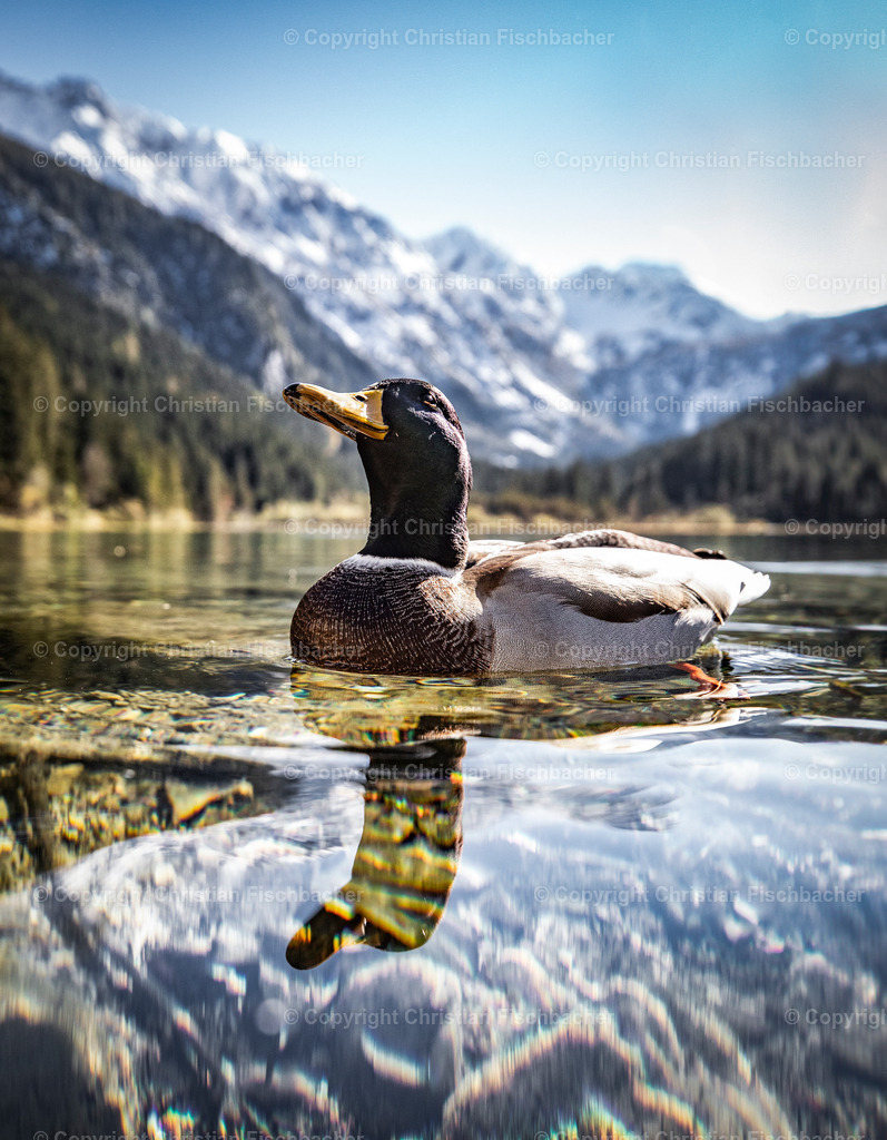 Fotos_Copyright_Chri_Fischbacher_Druck-425 | Bildershop Chri Fischbacher - Realisiert mit Pictrs.com