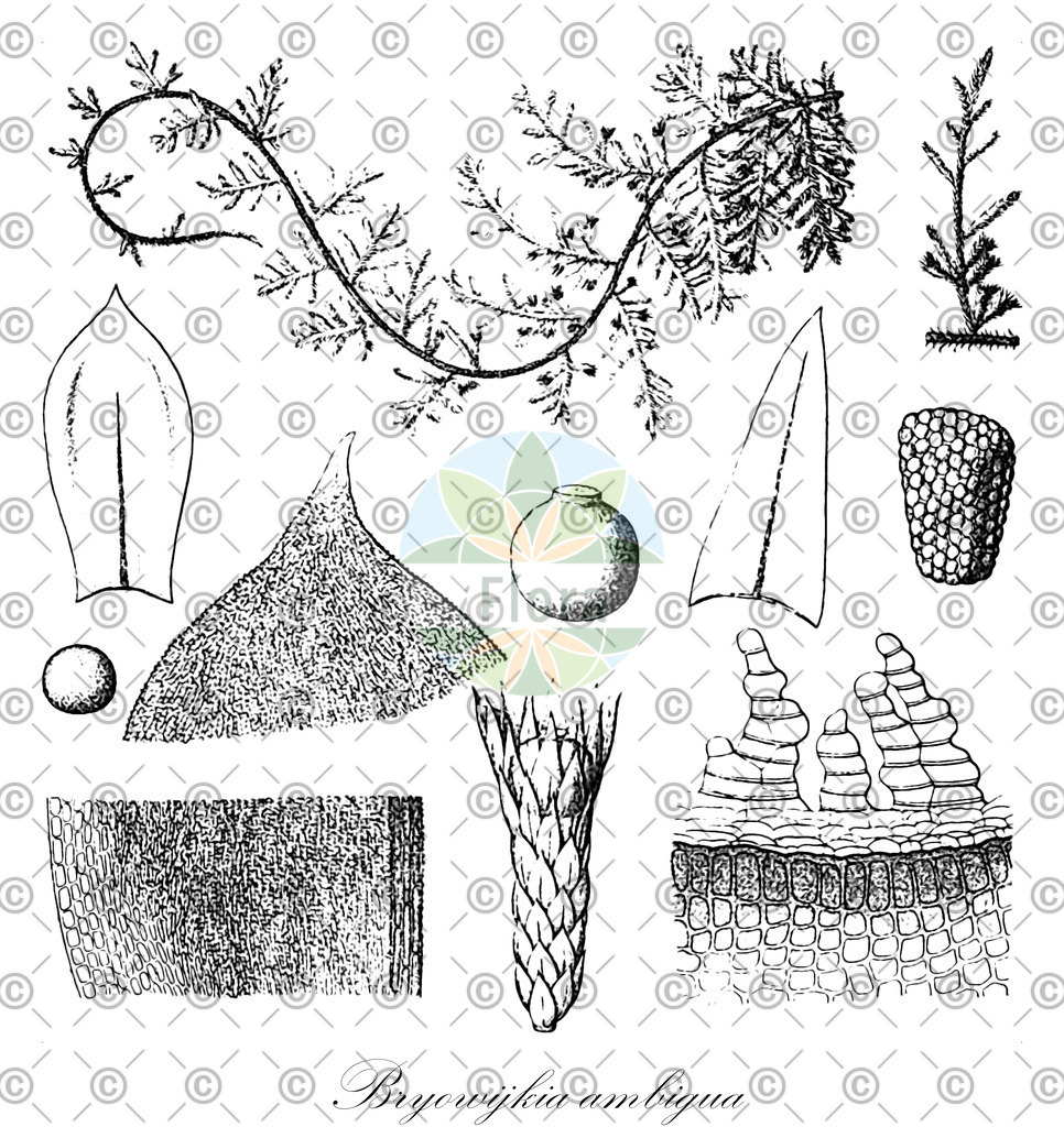 HistAbb_wfo-0001155949_1_ENZY_Simple | Historische Abbildung von Bryowijkia ambigua - Bryowijkiaceae | Historical Illustration of Bryowijkia ambigua - Bryowijkiaceae