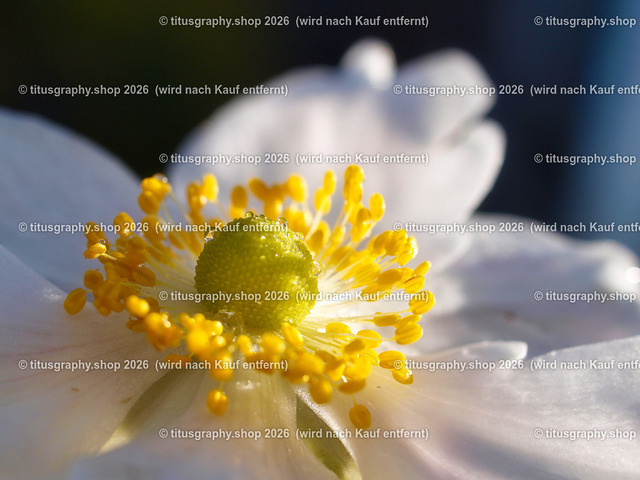 titusgraphy-PA221785-ln | titusgraphy-shop: Geschenkideen mit Qualitätsfotos. titusgraphy-shop: gift ideas with quality photos. titusgraphy-shop: idées cadeaux avec photos de qualité.  - Realisiert mit Pictrs.com