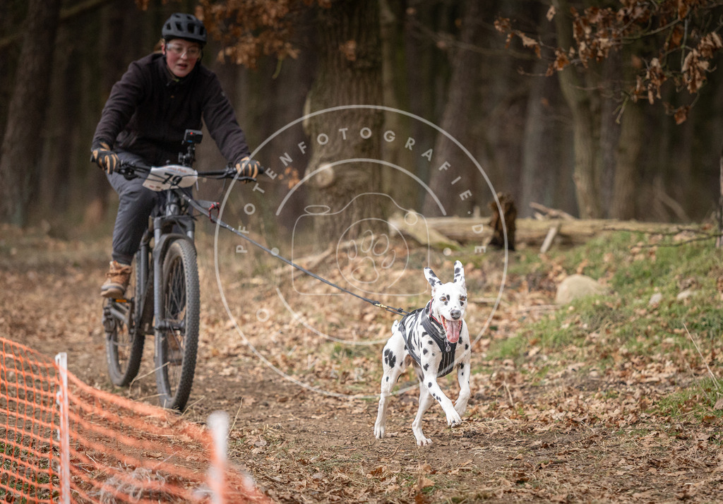 Pfotenfotografie_DV3A1945 | Hundefotografie, Tierfotograf, Pfotenfotografie, Fotoshooting Hund, Hunde Portrait, Hundesport, Hundeportraits, Heideshooting, Hunde, Sportfotograf, Hundefotograf, Turnierhundsport, THS,  - Realisiert mit Pictrs.com