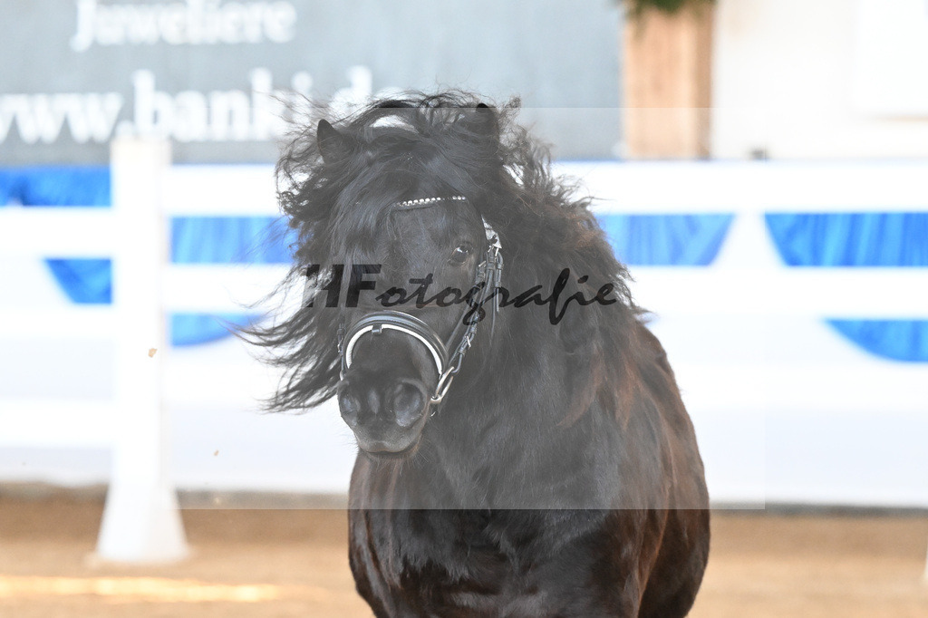 Kat-Nr. 25 Watson von Neuhaeusler v. Wolfgang v d Roemer_Baumann_9260647 | hf-fotografie - Realisiert mit Pictrs.com