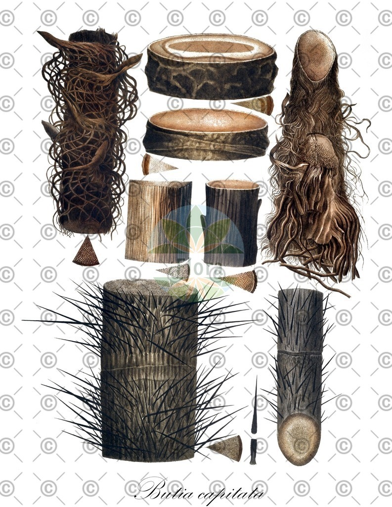 HistAbb_wfo-0000762564_1_ENZY_Simple | Historische Abbildung von Butia capitata - Arecaceae | Historical Illustration of Butia capitata - Arecaceae