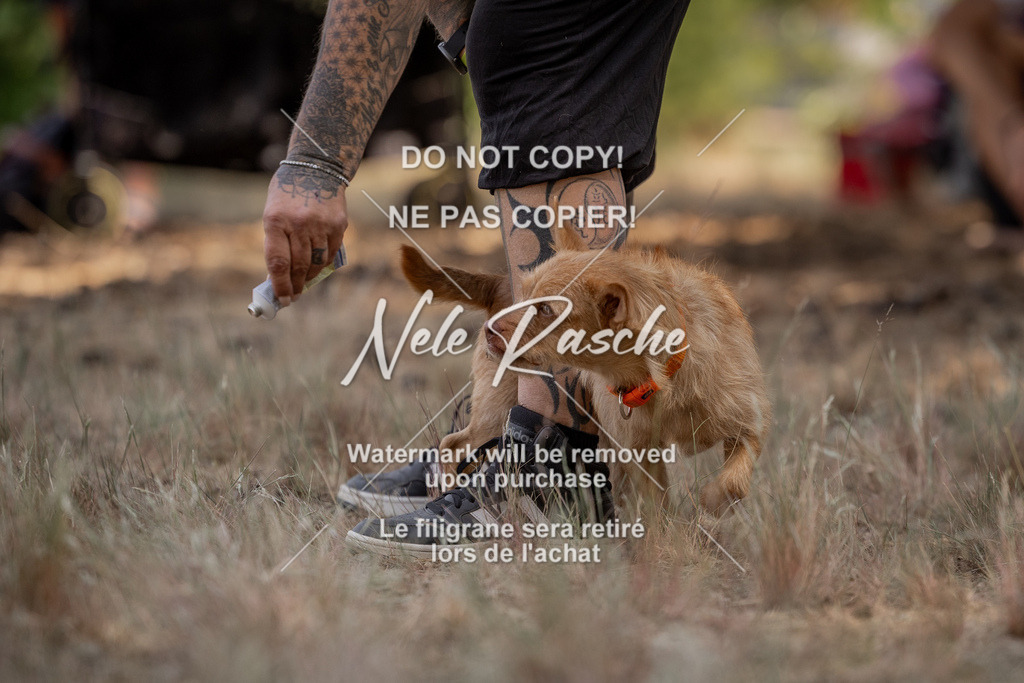 nelerasche_soDD2_43 | nelerasche