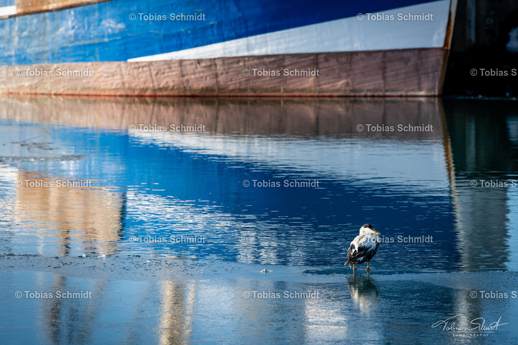 Fehmarn__DSC2278 | Fotoprodukte, Kalender und Wanddeko direkt vom Fotografen auf Fehmarn. Ob Wandbild auf Alu-Dibond, hinter Acrylglas oder auf Leinwand – hier können Sie Ihr Lieblingsbild kaufen. - Realisiert mit Pictrs.com