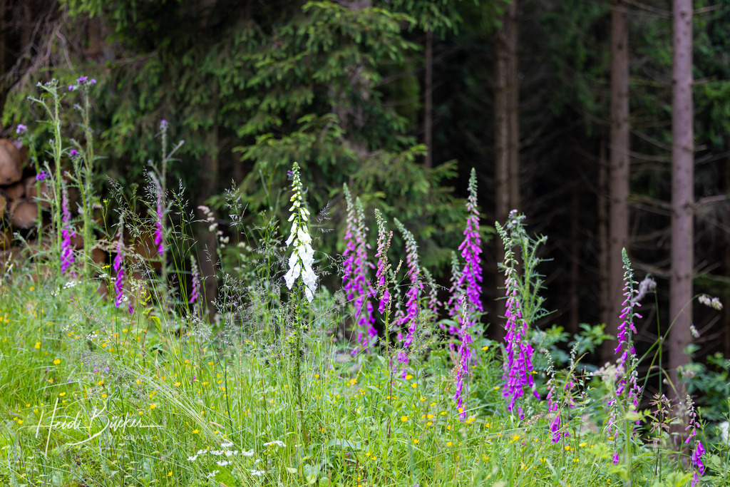 Roter und weißer Fingerhut | Roter und weißer Fingerhut - Realisiert mit Pictrs.com