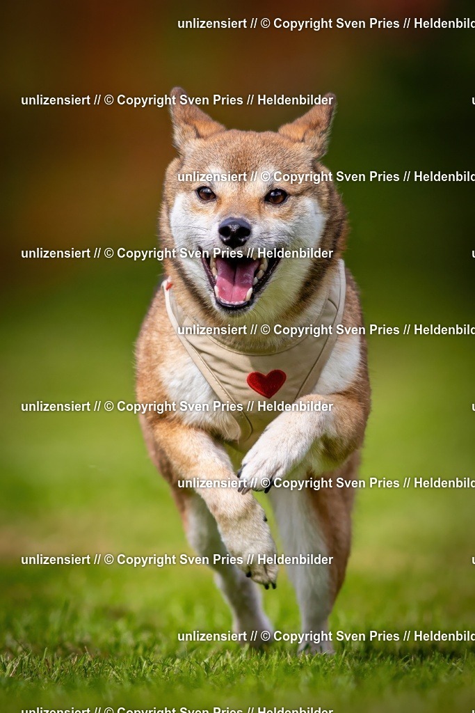 Sven Pries | 2024-09-22 - Hunderennen Baden-BadenPudelverein - Realisiert mit Pictrs.com