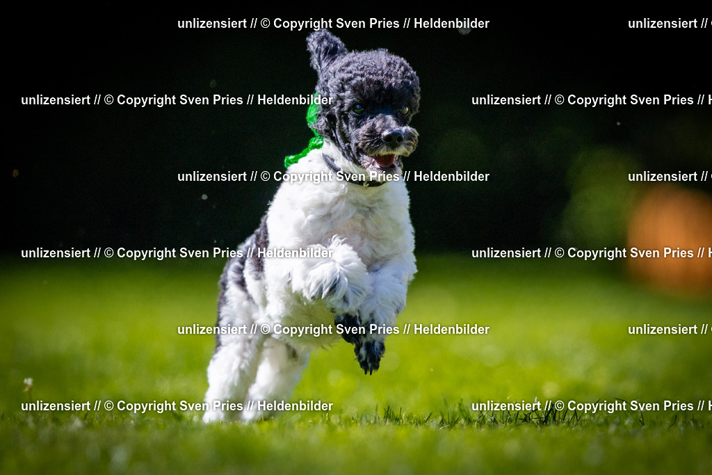 Sven Pries | 2025-08-10 - Hunderennen Durlach - Realisiert mit Pictrs.com