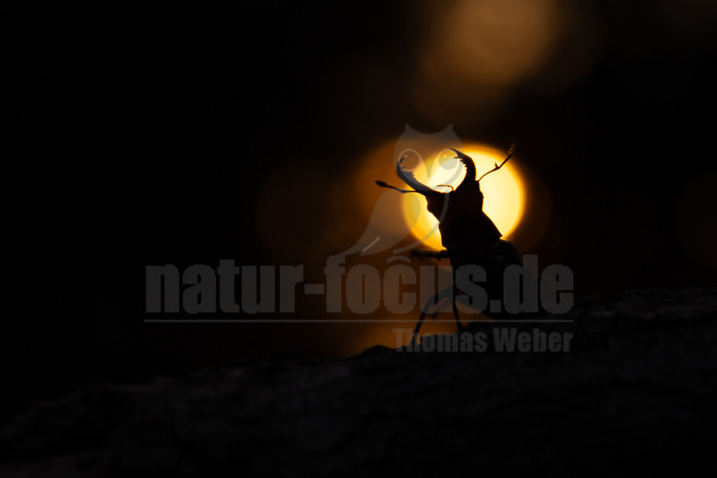 R5NF9851-20230621 | Der Hirschkäfer ist ein Käfer aus der Familie der Schröter. Er gehört zu den größten und auffälligsten Käfern in Europa. Seinen Namen erhielt der Hirschkäfer aufgrund der bei den Männchen geweihartig vergrößerten Mandibeln. - Realisiert mit Pictrs.com