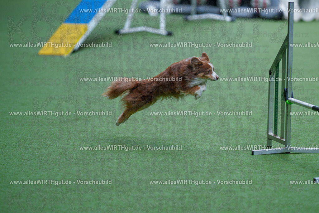 @allesWIRTHgut_Tierfotografie - www.allesWIRTHgut.de - 2604261114-7R509313 | Professionelle Tierfotografie in Mönchengladbach von Daniel Wirth (allesWIRTHgut). Liebevolle & natürliche Bilder von Hunden & Katzen für unvergessliche Erinnerungen.