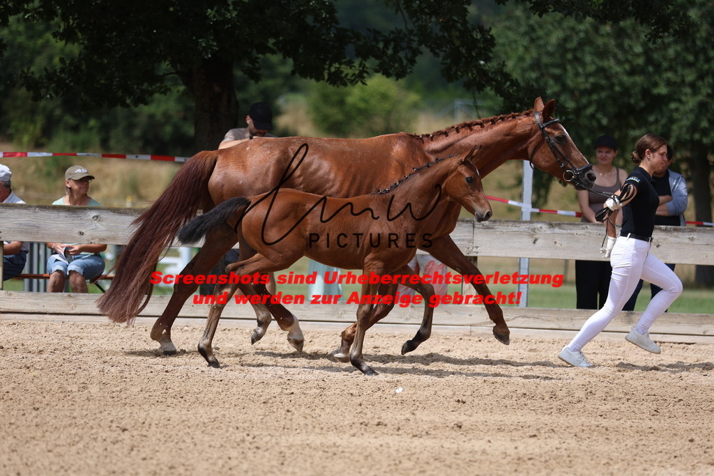 Fohlenschau_Schwäbisch_Hall_dressurbetonte_Fohlen_Goldring_KN 6_3 | lmwpictures - Realisiert mit Pictrs.com