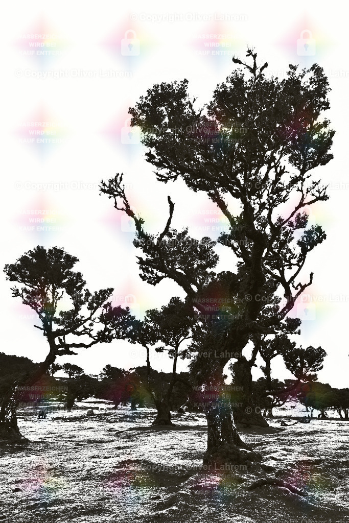 Fanal Monochromie 8 | Die Bizarr gewachsene Lorbeerbäume von Fanal auf der Insel Madeira Fotogarfiert im Binären Monochrom 