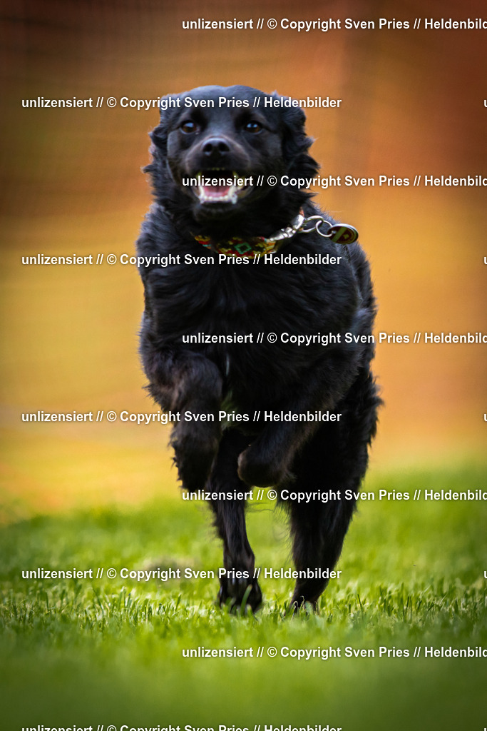 Sven Pries | 2025-09-21 - Hunderennen Baden-Oos - Realisiert mit Pictrs.com