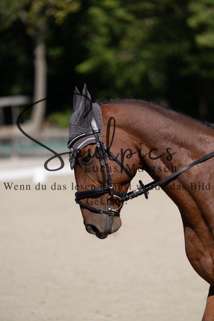 A7V07011 | Turnier/Reitfotograf