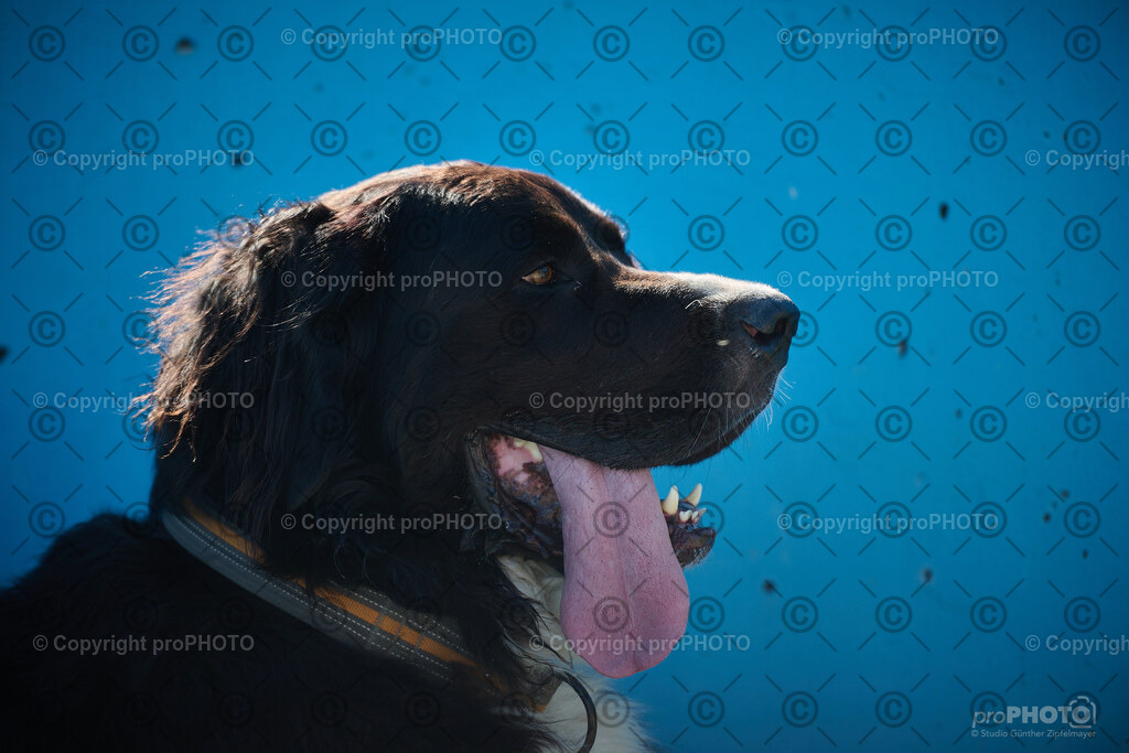 221_202509_4Hundebadetag_NZ9_2859 | proPHOTO - Realisiert mit Pictrs.com