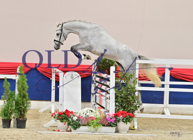 31 DE421000526720 HM Crack - Connor _ Clearway_DSC_0596_s | <meta name="description" content="★Offizieller Merchandise und Foto-/Videostore des Oldenburger Verbandes.★ ✅Jetzt auch digital Ausdrucke erhältlich." />
<meta name="keywords" content="Merchandise Foto-/Videostore Oldenburger Verband Photographie 