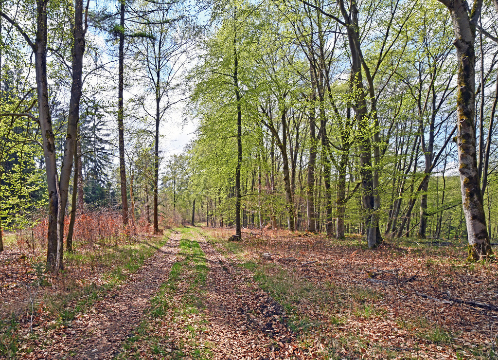 Wald01 | lucisnaturbilder - Realisiert mit Pictrs.com