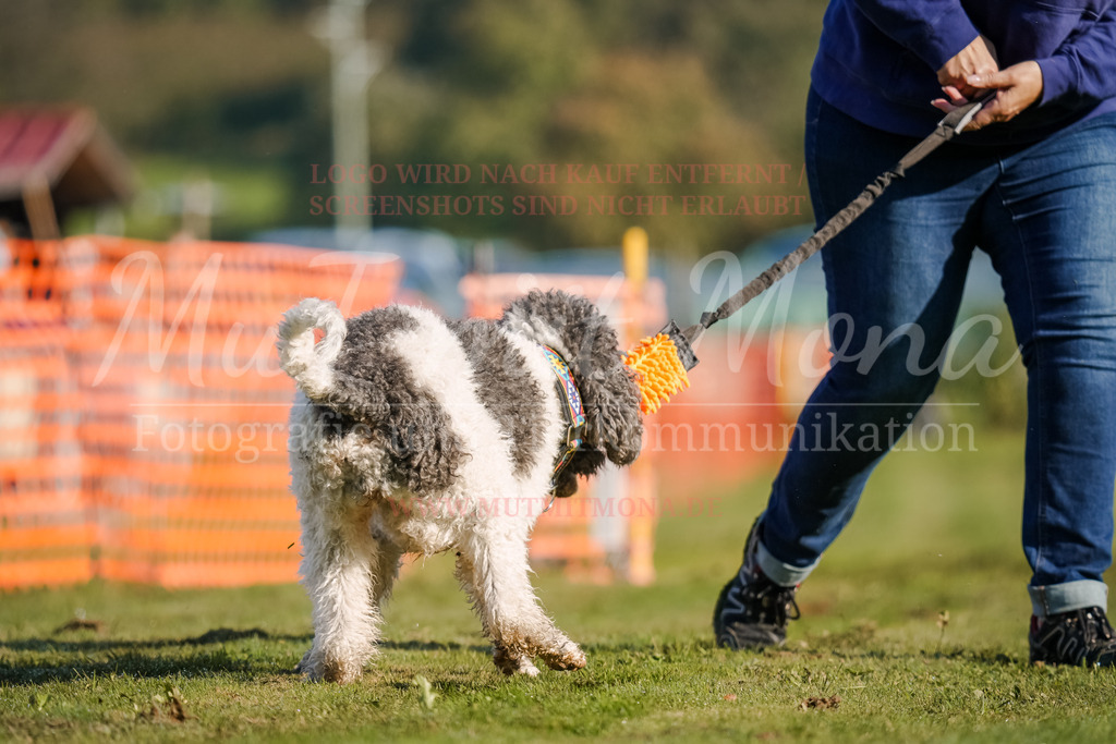 20250928_Hunderennen-21 | MuT (Mensch und Tier) mit Mona - Fotografie und Tierkommunikation - Realisiert mit Pictrs.com
