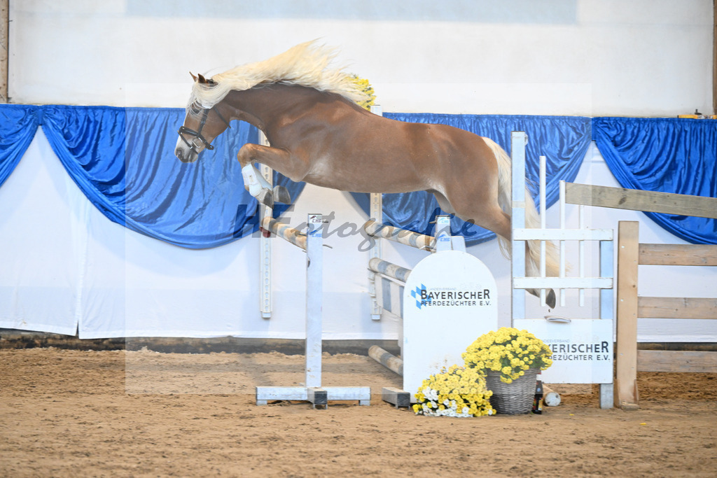 Kat-Nr. 30 Angeber SCH v. Andoro SCH_Schmid_48250614 | hf-fotografie - Realisiert mit Pictrs.com