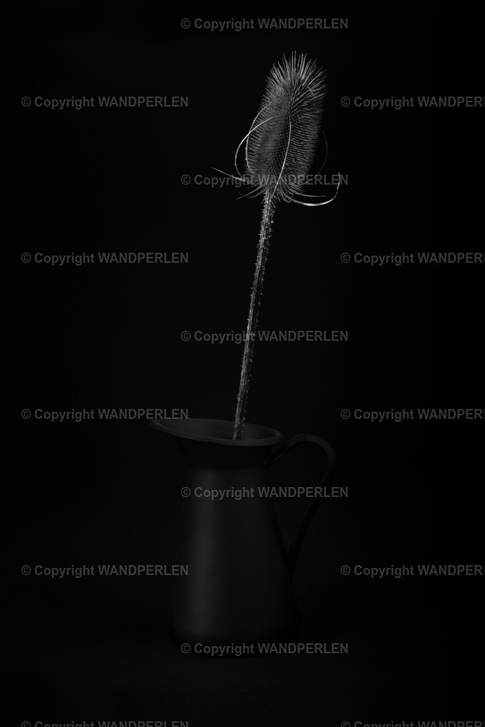 Distel I | Distel - Realisiert mit Pictrs.com