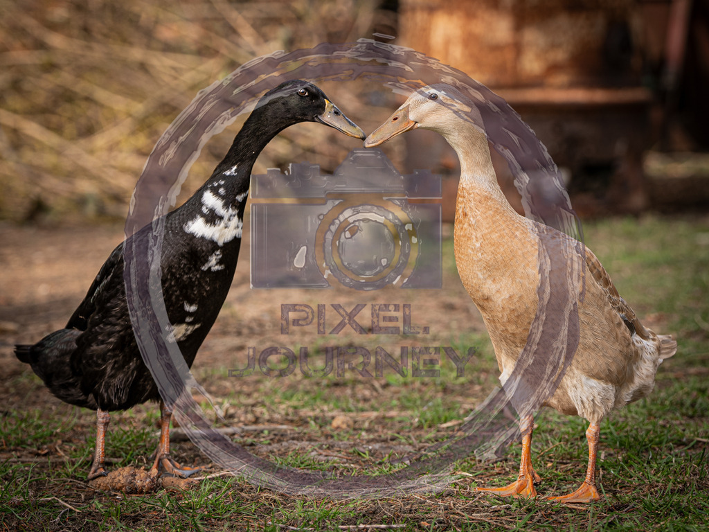 Frau_Ella_Herr_Willy | Fotograf, Fotografin, Portraitfotograf, Kunstfotograf, Fotoshop Fineart, Fotoshop Kunstfotografie, Fotos kaufen, Pixeljourney, Doreen Riedel, Natur, Tiere, Architektur, Kunst, Makro