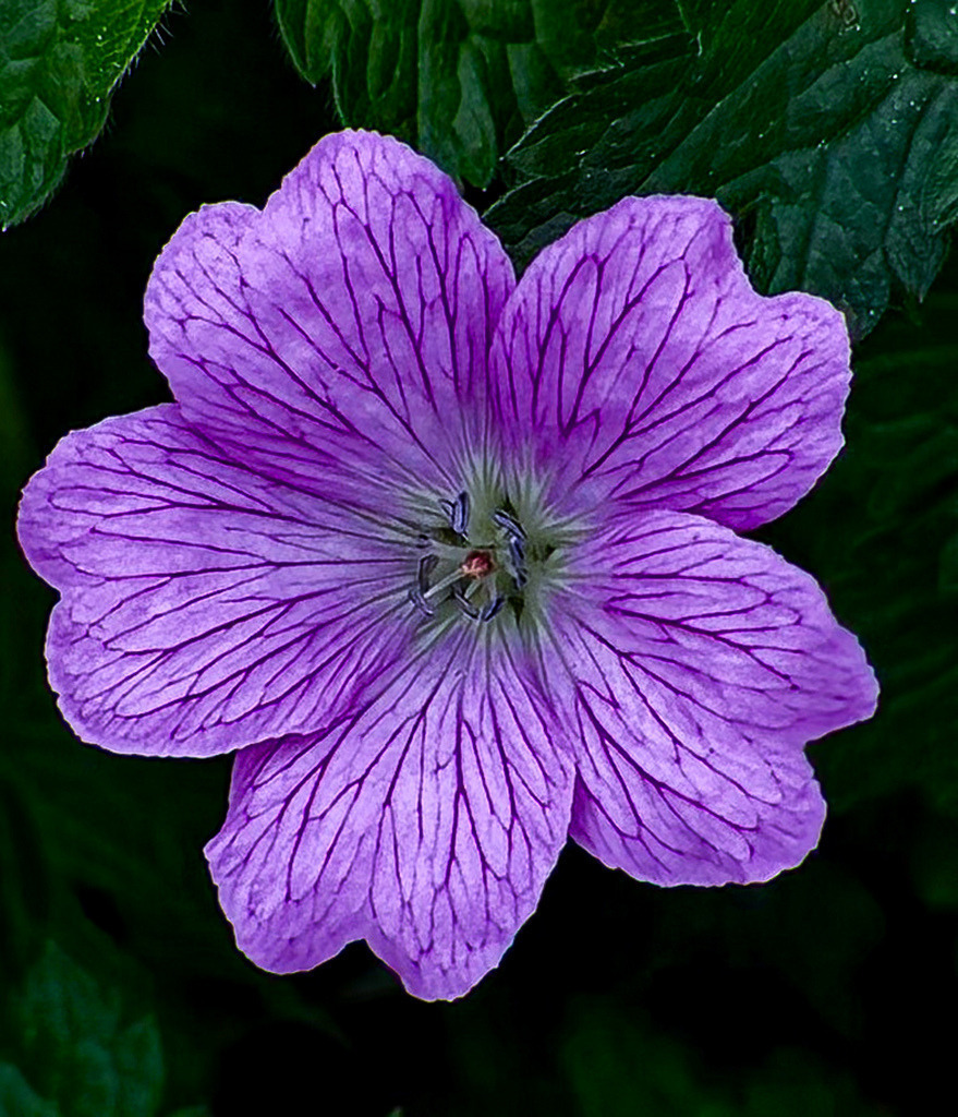 Purple Cranesbill Blossom | Close-up of a purple cranesbill flower with delicate textures and vibrant botanical detail. - Realisiert mit Pictrs.com