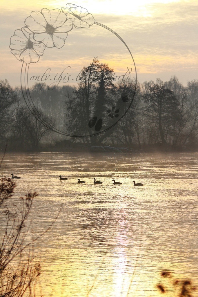 Gänse auf Ruhr | only.this.little.world - Realisiert mit Pictrs.com