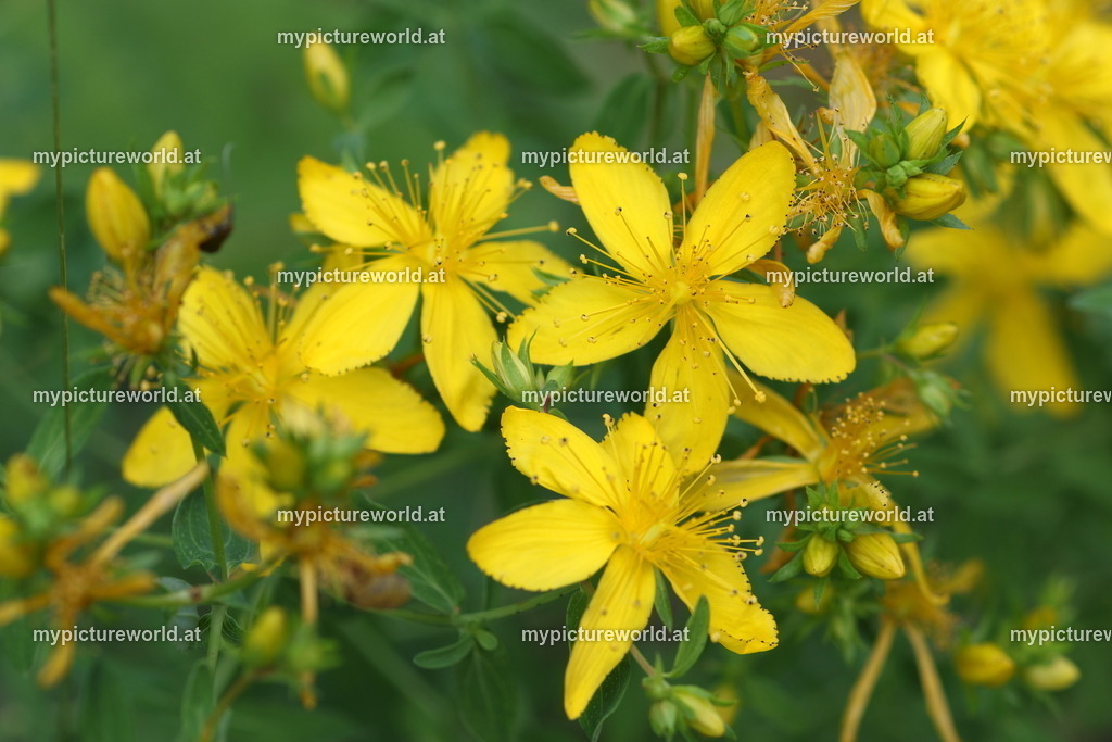 Echtes Johanniskraut-004 | Das Bilderarchiv über Tiere, Planzen und Landschaften. In der Bilddatenbank finden Sie ein große Auswahl an hochwertigen Bilder für Ihre Werbung - Realisiert mit Pictrs.com