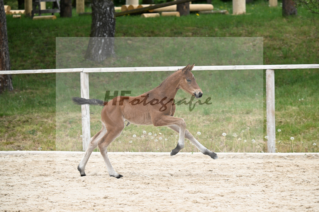 Kat-Nr. 35 HF Va Bene x Le Vivaldi_Wimmer_24260654 | hf-fotografie - Realisiert mit Pictrs.com