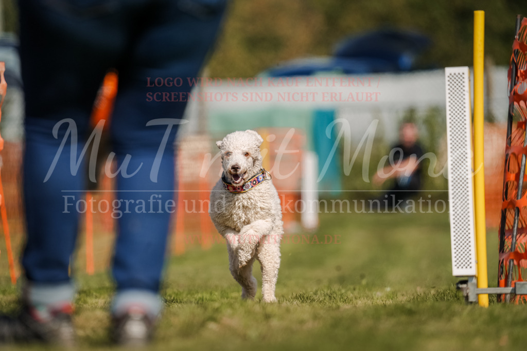 20250928_Hunderennen-596 | MuT (Mensch und Tier) mit Mona - Fotografie und Tierkommunikation - Realisiert mit Pictrs.com