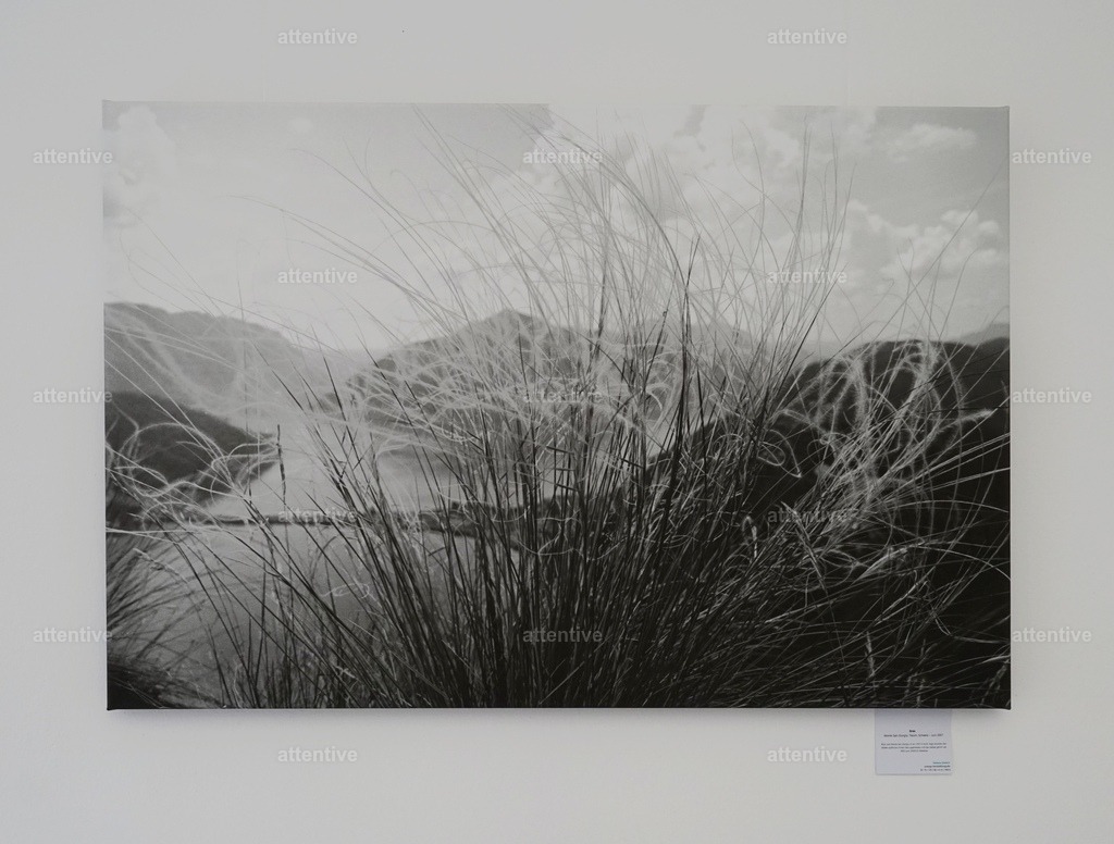 Gras - 120 x 80 x 4 cm | Bestellbare Fotokunst von Melanie Stiebich: Analoge Schwarzweißbilder & digitale Farbwelten – als hochwertige Drucke für dein Zuhause. - Realisiert mit Pictrs.com