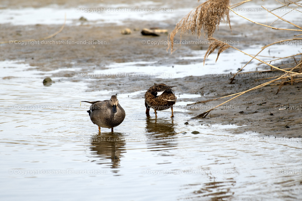 Schnatterenten Eine schaut die andere sucht Nahrung | Eine wenig in Mitteleuropa verbreitete Schnatterente: Diese hier lebt im Naturschutzgebiet Rieselfelder in Münster. A gadwall, a species of duck that is not very common in Central Europe: This one lives in the Rieselfelder nature reserve in Münster. This one lives in the Rieselfelder nature reserve in Münster. This one lives in the Rieselfelder nature reserve in Münster. - Realisiert mit Pictrs.com