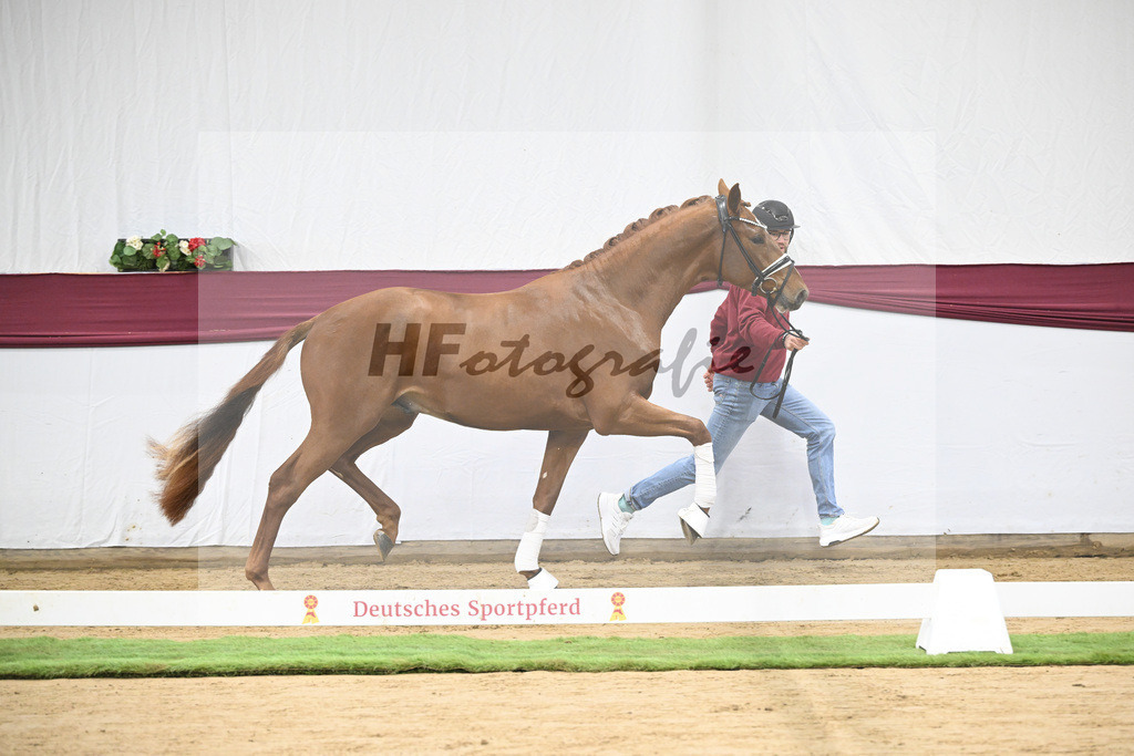 Kat-Nr. 107 Escanto PS x Vitalis_Angelina De Vittorio GmbH u Co. KG_47253411 | hf-fotografie - Realisiert mit Pictrs.com