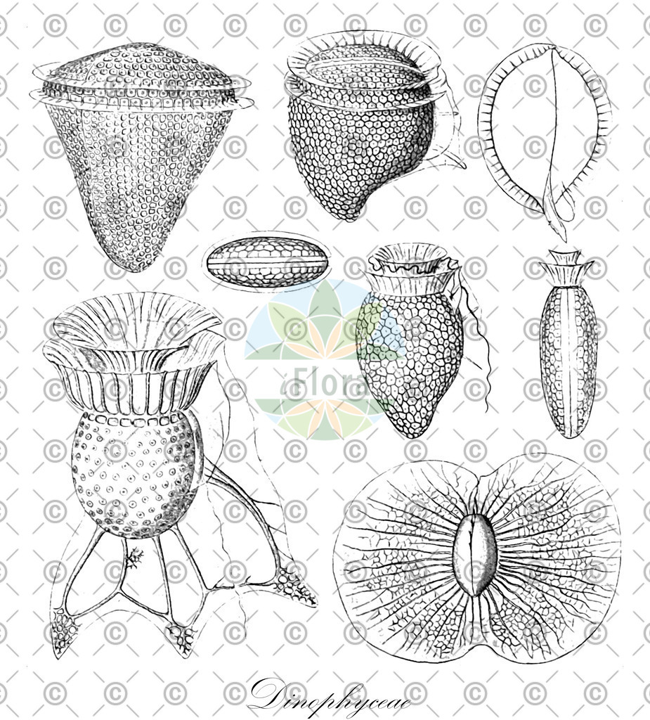 HistAbb_622D3_4_ENZY_Simple | Historische Abbildung von Dinophyceae - (0) | Historical Illustration of Dinophyceae - (0)