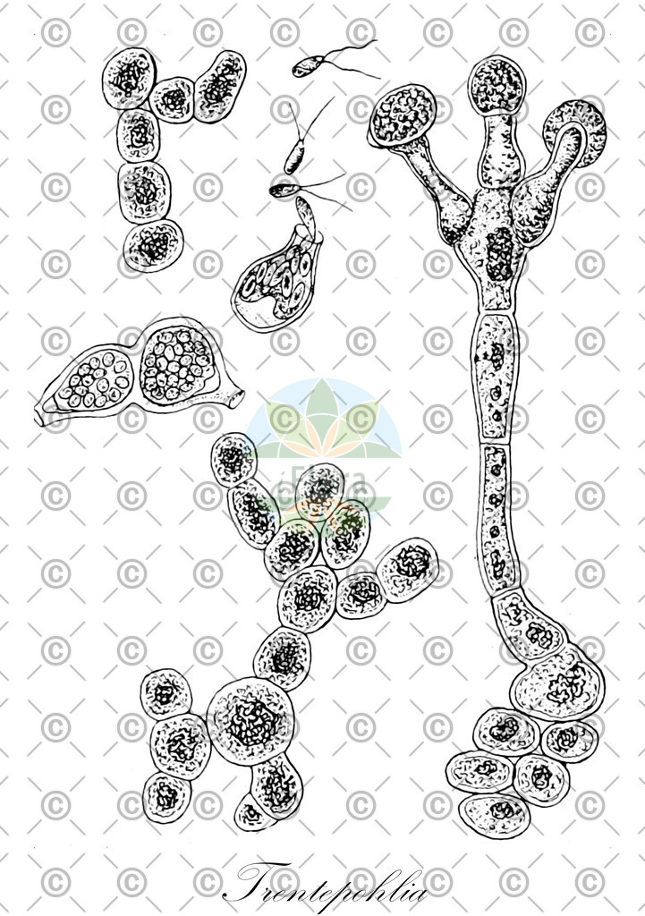HistAbb_wfo-0000411758_1_ENZY_Simple | Historische Abbildung von Trentepohlia - Trentepohliaceae (0) | Historical Illustration of Trentepohlia - Trentepohliaceae (0)