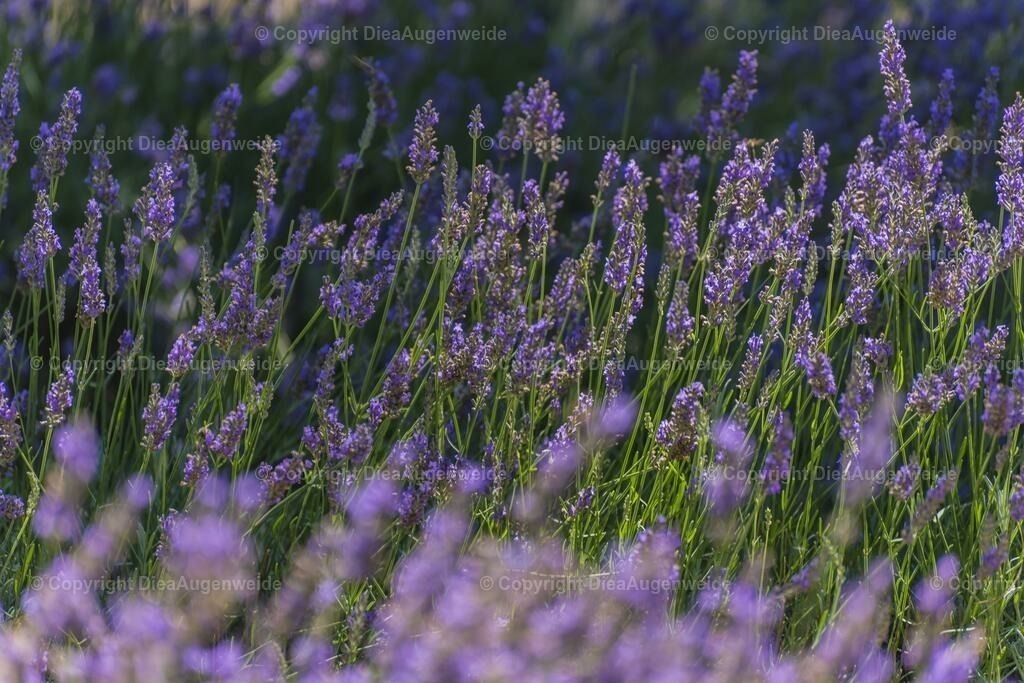 Lavendel 3 | DieAugenweide Galerie, Bilder von Fotograf Ralf-Udo Thiele. Auswählen und bestellen auf verschiedenen Materialien und Größen. - Realisiert mit Pictrs.com