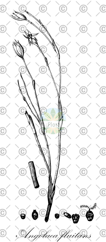 HistAbb_wfo-0000536542_347_ENZY_Simple | Historische Abbildung von Angolaea fluitans - Podostemaceae | Historical Illustration of Angolaea fluitans - Podostemaceae