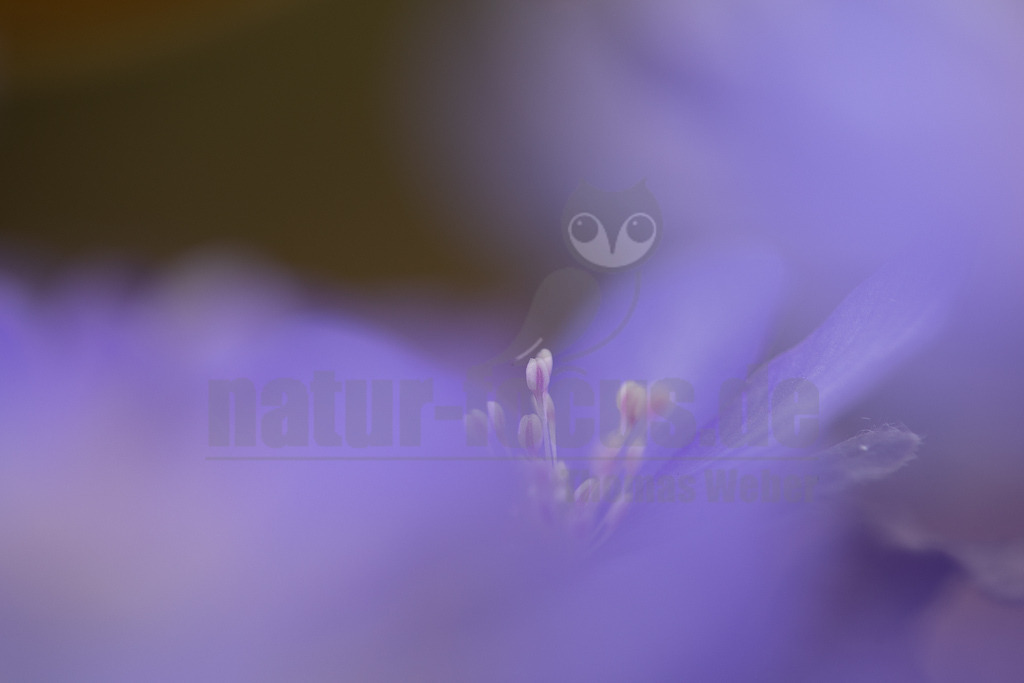 20220312113042 | Das Leberblümchen (Hepatica nobilis) ist ein typischer Frühlingbote. Im März, wenn Brauntöne noch das Bild des Waldes beherrschen, sind die zarten blauvioletten Blüten am Waldboden das erste Zeichen des einsetzenden Frühlings. Die hübschen Pflanzen nutzen die Zeit, bevor die Blätter der Bäume austreiben und ihnen das Licht rauben. Die Lebensdauer der Blüten beträgt etwa acht Tage. Mitte April ist ihre Blütezeit bereits abgeschlossen. - Realisiert mit Pictrs.com