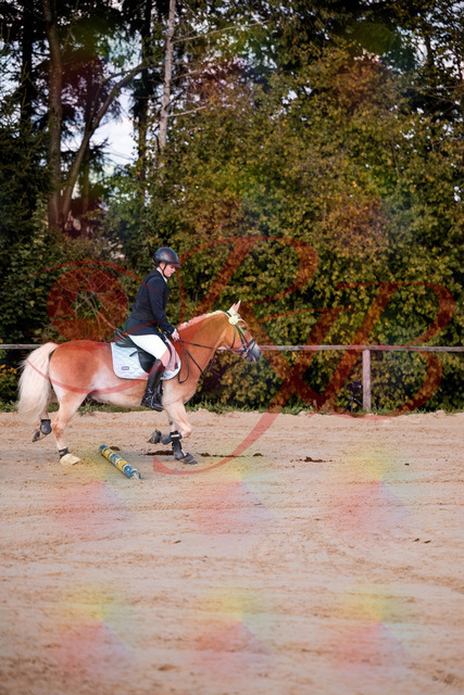2026_10_03_Siefer-Hof_145426_Z81_34485525 | Professionelle Reitsport-, Turnier- und Eventfotografie von Robert Broda. Galerien mit ausgewählten und bearbeiteten Bildern direkt online ansehen und bestellen.