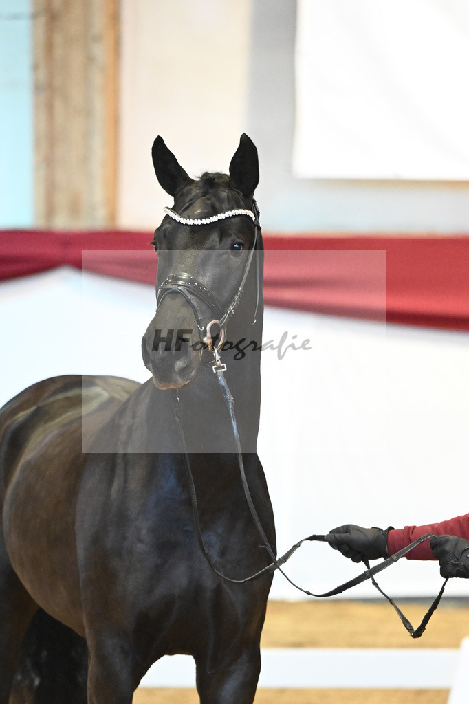Kat-Nr. 49 Springbank II VH x Dante Weltino_Winklmaier_43232053 | hf-fotografie - Realisiert mit Pictrs.com