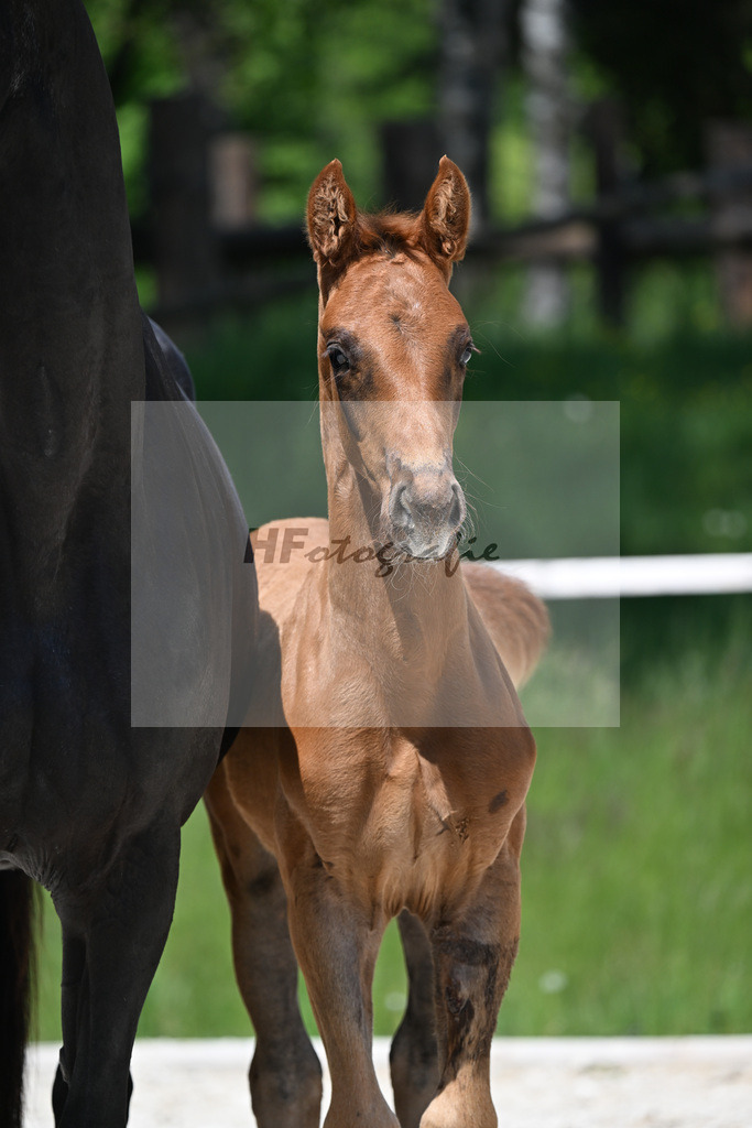 Feliciano x Don Primero_HF_Schuster_10250687 | hf-fotografie - Realisiert mit Pictrs.com