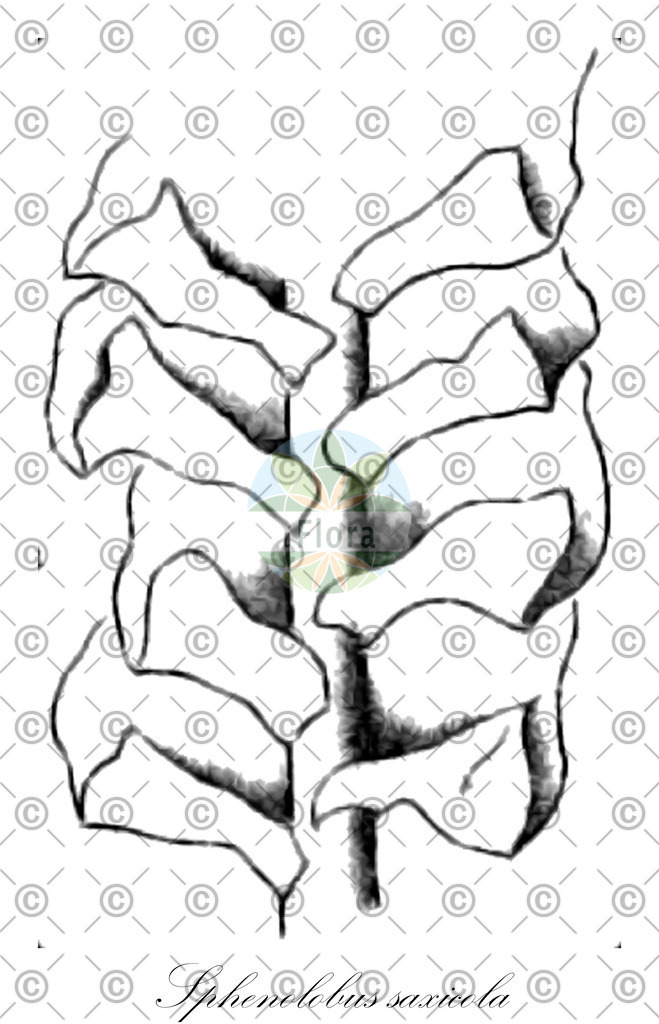 HistAbb_EMP_141853_1_FloraD_Simple | Historische Abbildung von Sphenolobus saxicola - Anastrophyllaceae | Historical Illustration of Sphenolobus saxicola - Anastrophyllaceae