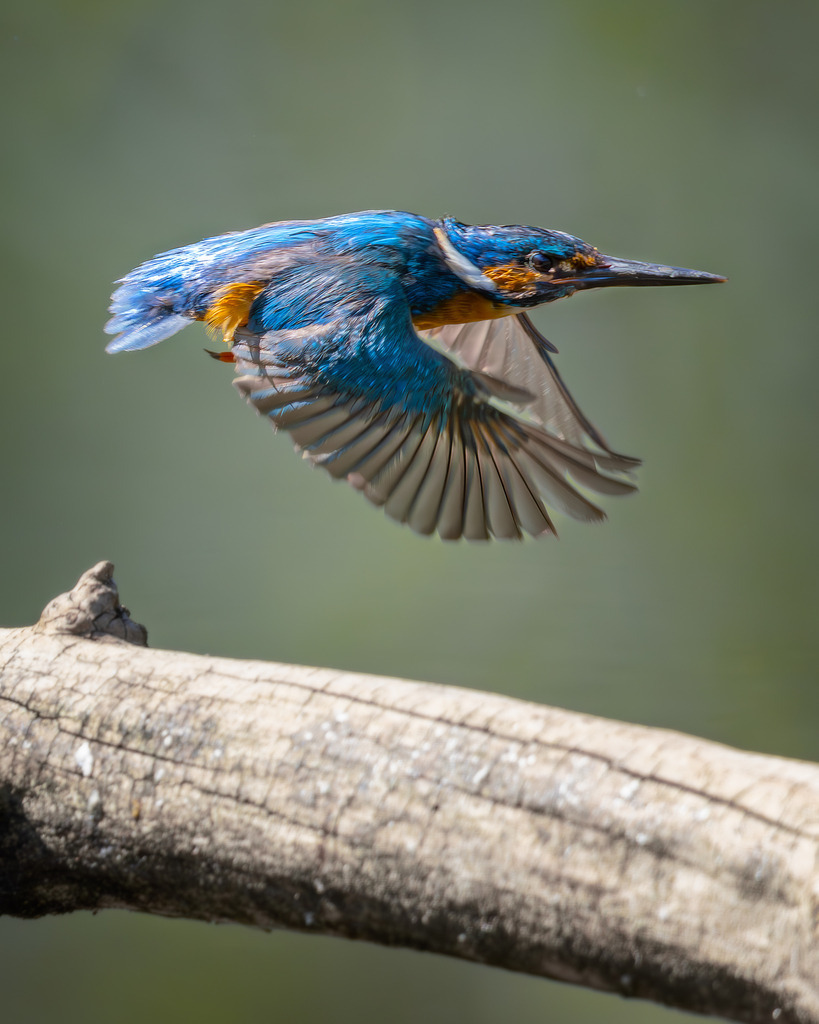 Kingfisher on the way | tobiasneyer - Realisiert mit Pictrs.com