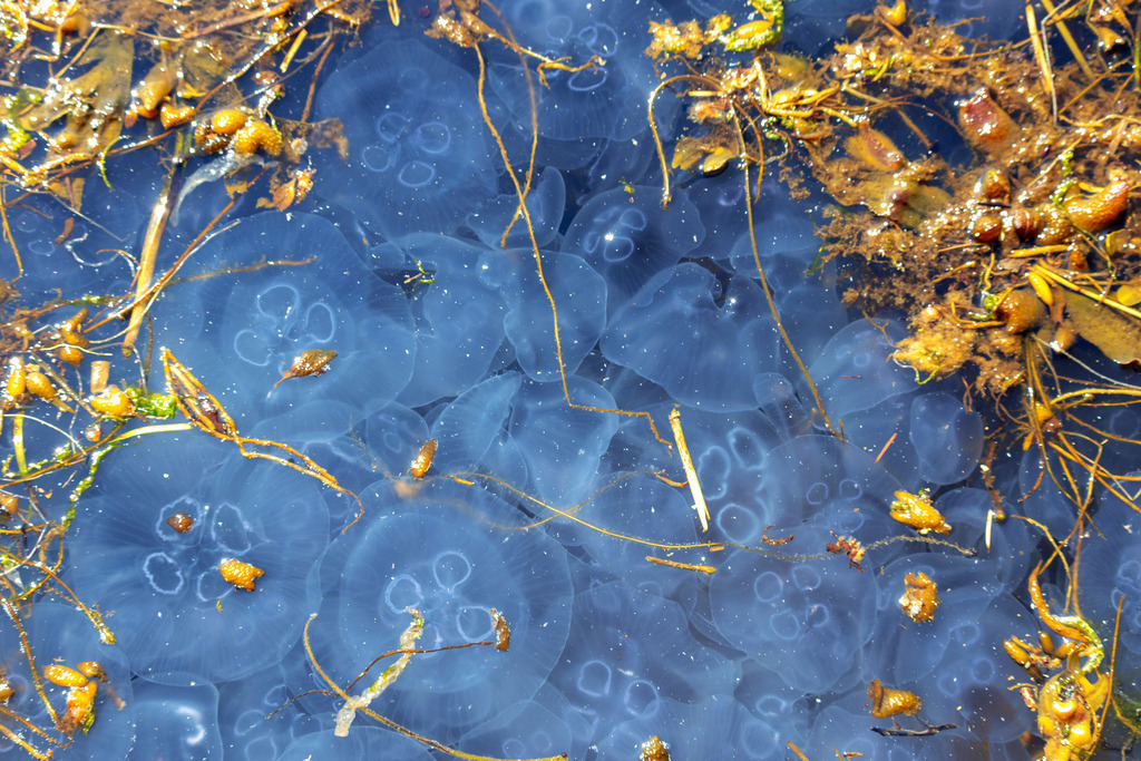 Akustikbild: Quallen und Seetang | Dieses schöne Wandbild im Querformat zeigt zahlreiche Quallen im Meer. Zwischen den einzelnen Quallen befindet sich Seetang.  - Realisiert mit Pictrs.com