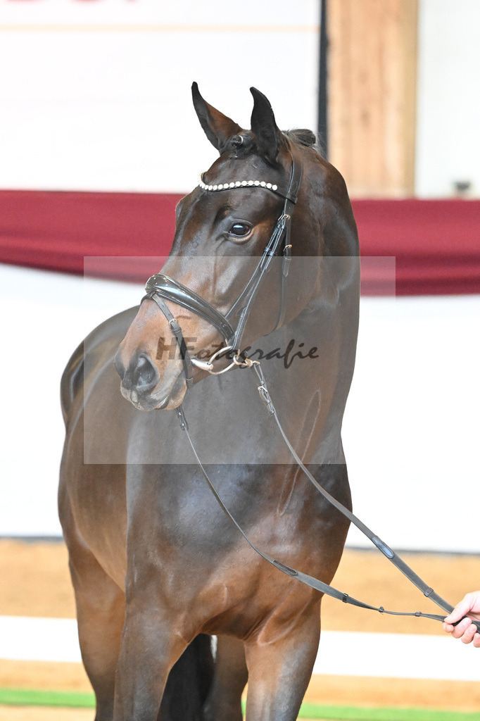 Kat-Nr. 76 v. Zackerey_Pfitzer_66221960 | hf-fotografie - Realisiert mit Pictrs.com