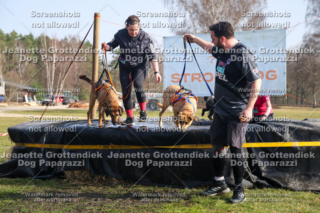 Dog Paparazzi - Strongdog North Mrz26-1751 | Dog Paparazzi Jeanette Grottendiek Fotografie & Videografie - Realisiert mit Pictrs.com