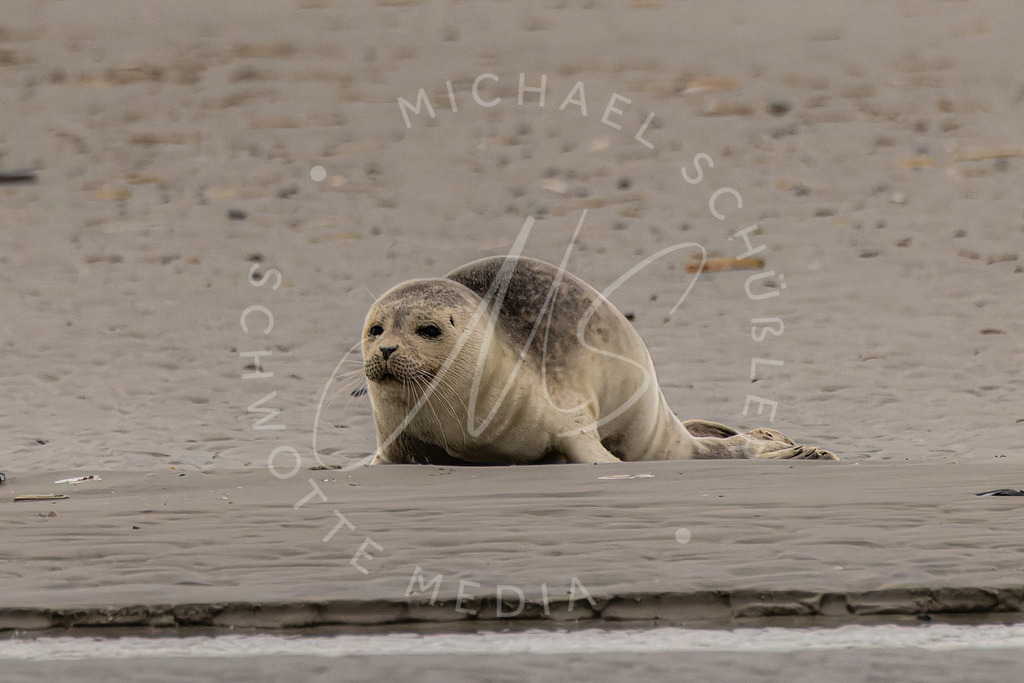 2023-01-16 SPO Seehund Leuchtturm - 082 | Schwotte Media - Realisiert mit Pictrs.com