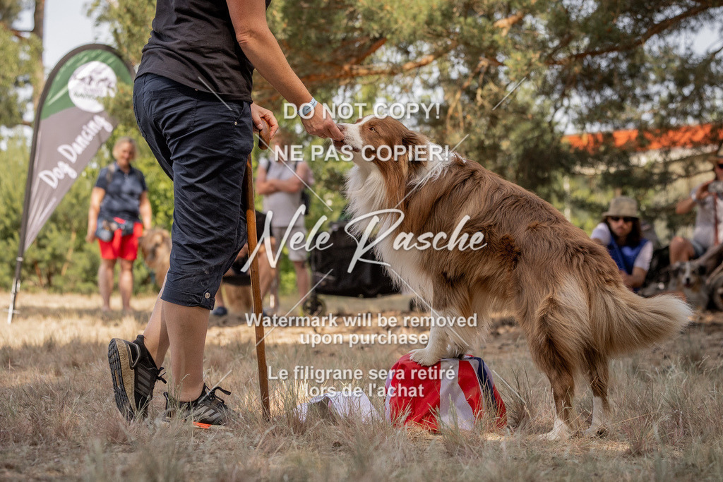 nelerasche_soDD2_164 | nelerasche