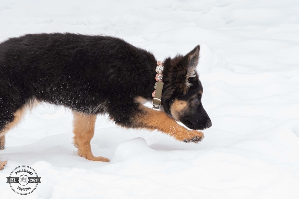 Lieblingsbilder_Photoboo_34 | Pferde- und Hundefotografie in Köln und Umgebung von Vanessza Csuka - Realisiert mit Pictrs.com