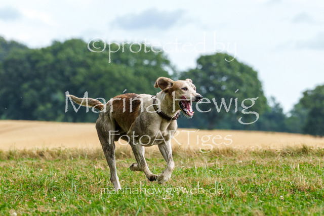 Jagd Knoop 26_MarinaHewigMCH02586 | Fotografie, FotoArt, PferdesportArt, Pferdesportfotografie, Landschaftsfotografie, Reisefotografie, Reise, Pferde - Realisiert mit Pictrs.com